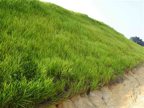 grass in the philippines|Farmer plants grass to fight soil erosion .